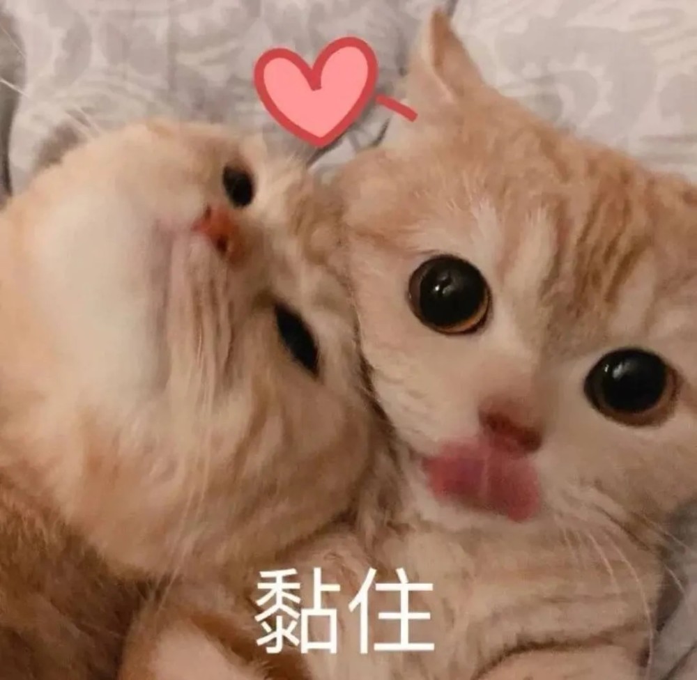 猫猫表情包老公可以贴贴吗