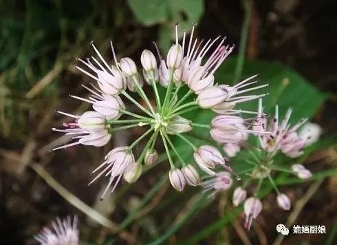 野韭菜花送你一朵小粉花忍不住把它吃掉