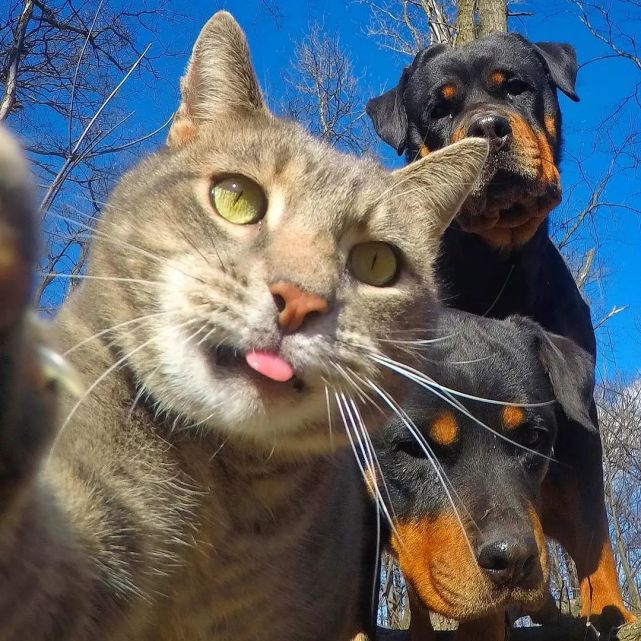 下的猫咪总是有一种掌控全场的气质,快来看看manny分享的美好喵生吧!