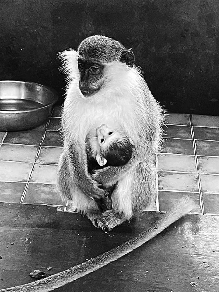 沧州市动物园绿长尾猴家族添新丁