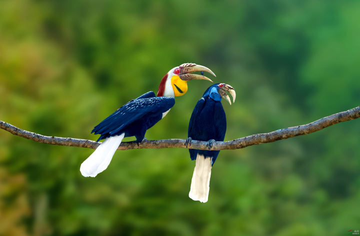 在德宏,犀鸟是景颇民族的神鸟,也是他们的民族图腾,景颇族的目瑙纵歌