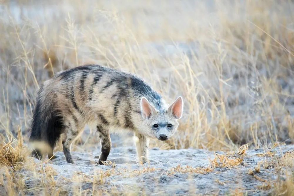 不常见的毛茸茸土狼