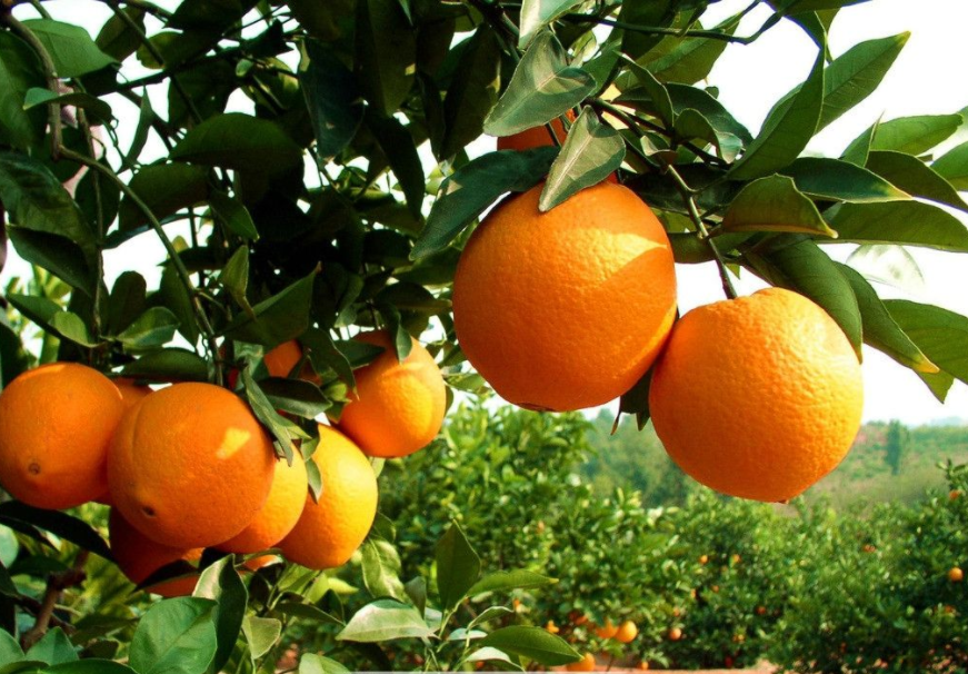 上游文化丨头条大赛(第12季)丨陈伦双:橙香入梦