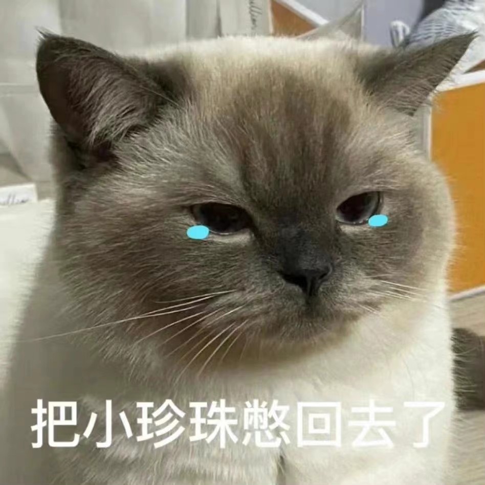 小猫咪表情包