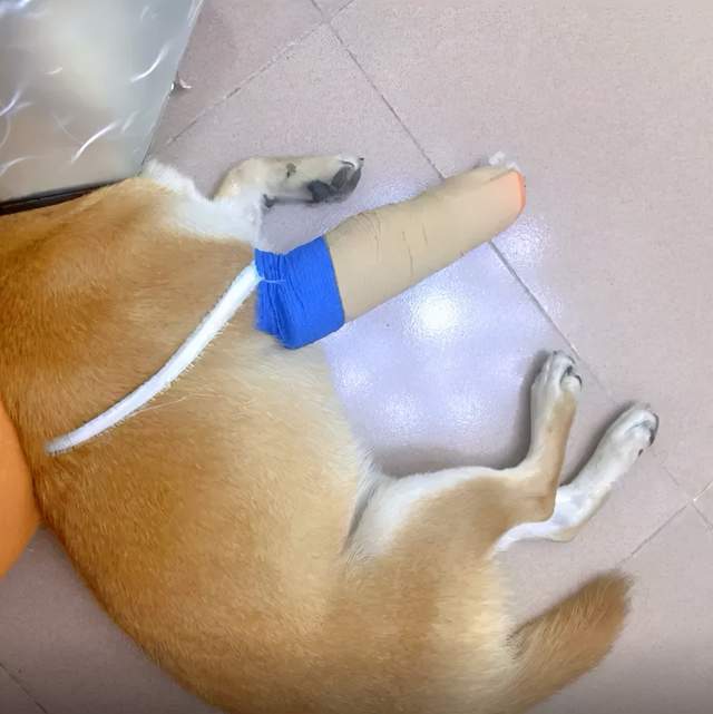 狗狗腿瘸了还不安分,柴犬:我这一生放荡不羁爱自由!