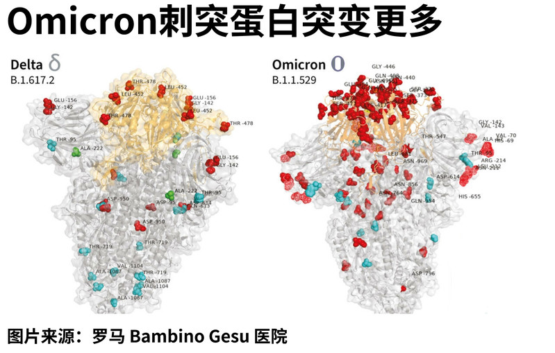 奥密克戎病毒基因图片