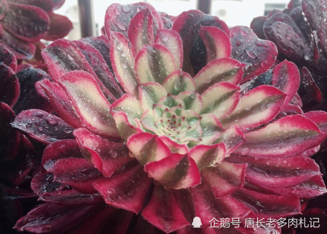 仙墨法师比水墨画法师更仙更美的多肉看到它我又开始心动了