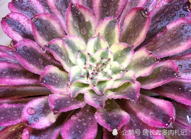 仙墨法师,比水墨画法师更仙更美的多肉,看到它我又开始心动了!