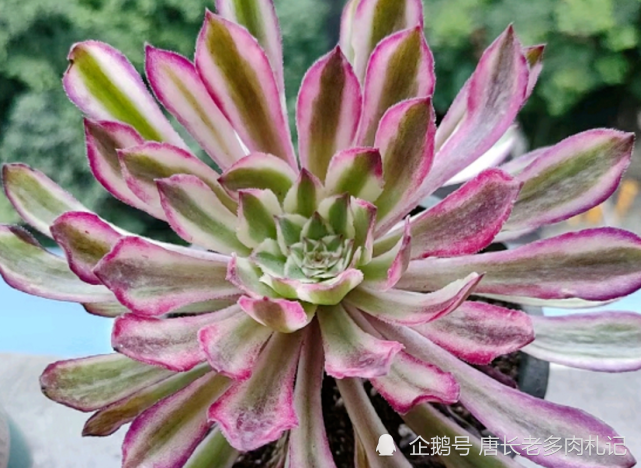 仙墨法师比水墨画法师更仙更美的多肉看到它我又开始心动了