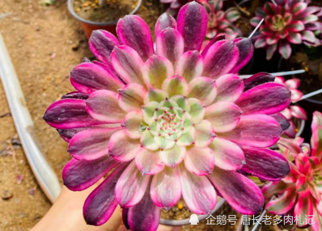 仙墨法师,比水墨画法师更仙更美的多肉,看到它我又开始心动了!