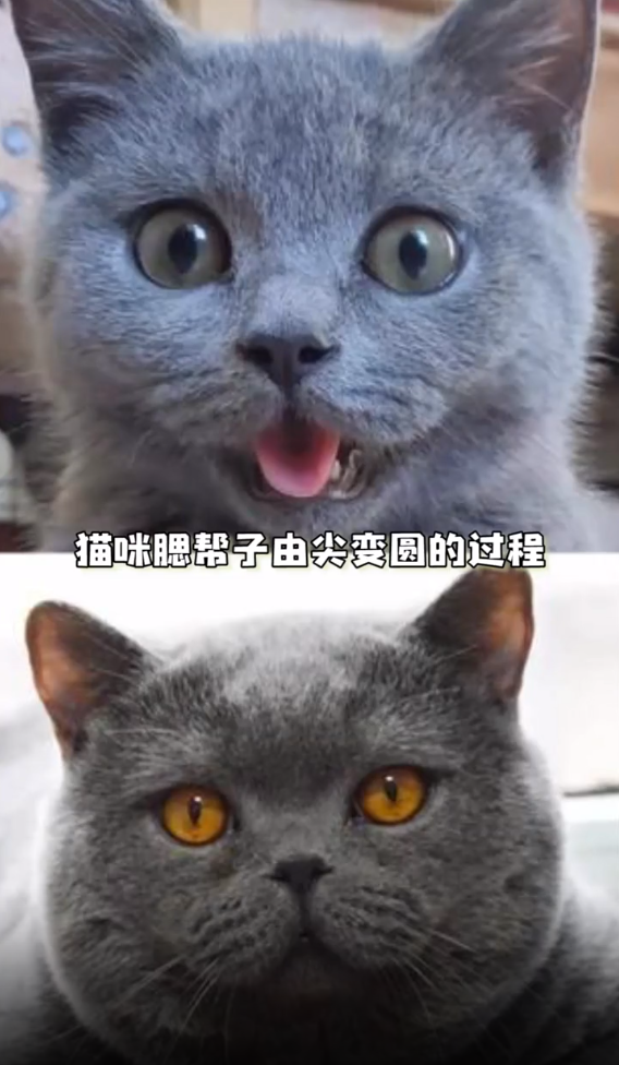 猫咪发腮和什么有关系干货还是拼爹发腮的黄金期