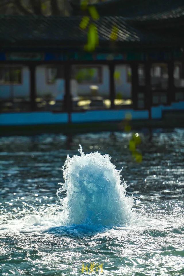 百脈沸騰章丘泉水爆發式噴湧令人震撼