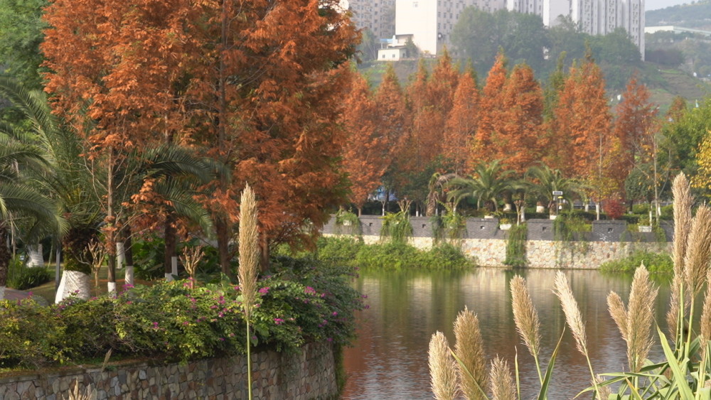 万州区天子湖公园的中山杉迎来了一年中最美的季节,昔日翠绿的叶子