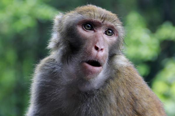 哪四年出生的属猴人,前程似锦,事业丰收!