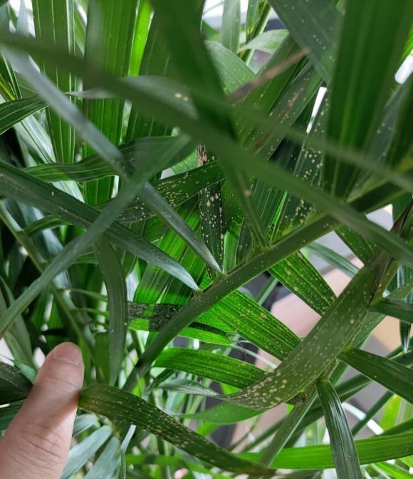 散尾葵,买回家,只养了大概两个月的时间,慢慢的,叶子就开始发黄脱落