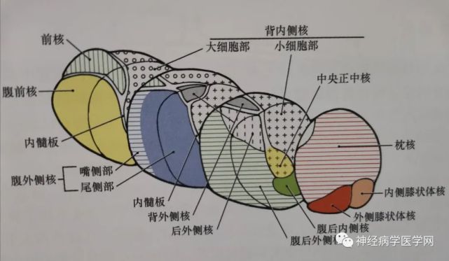 丘腦的解剖生理功能皮質投射血供特點及臨床影像病損定位