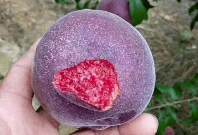 想种果树的可以试试"黑桃王",果实味道甜美,每到花期观赏性高