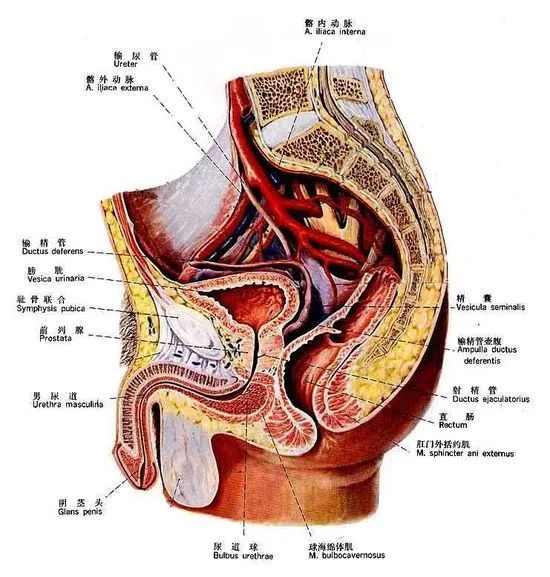 肝门结构图及名称图片