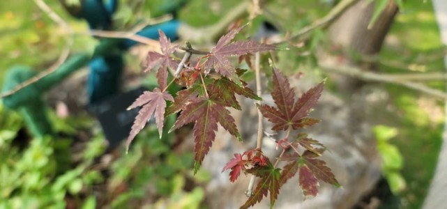 "槭""桫""檵"这些字怎么念?虹口北外滩收到一则建议得到区委书记认同