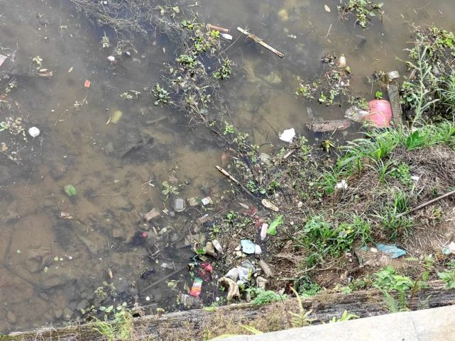 奥园小区岸边有死猪和生活垃圾漂浮，相关部门：已及时清理_腾讯新闻