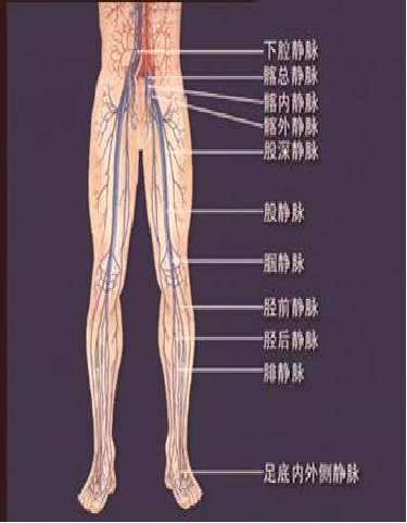 大腿静脉位置示意图图片