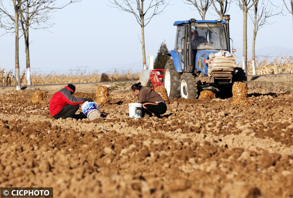山西襄汾冬日药材采收忙