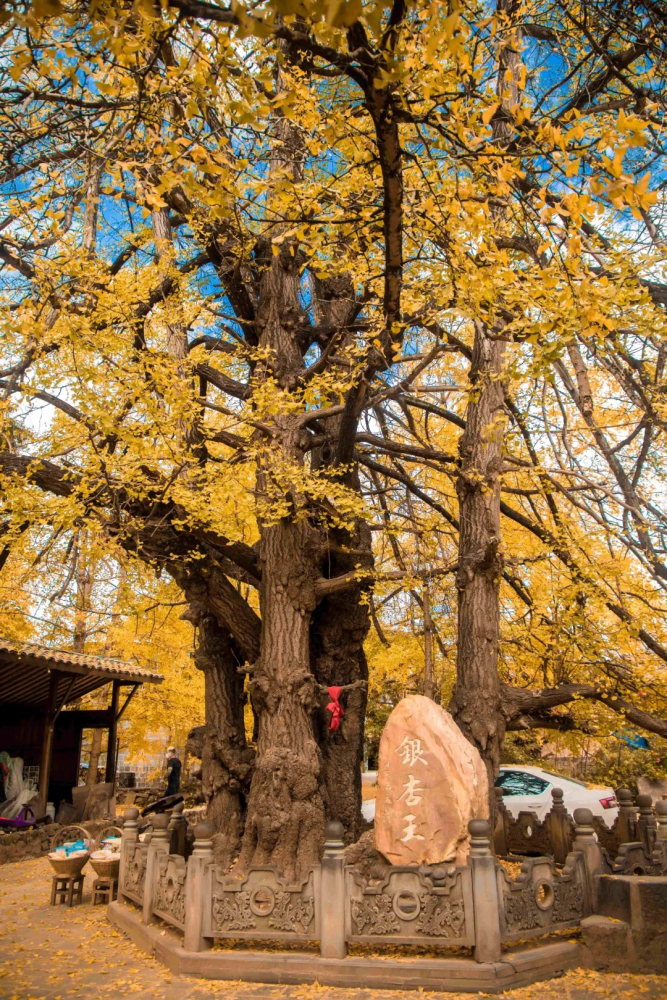 腾冲银杏村实时景观更新_腾讯新闻
