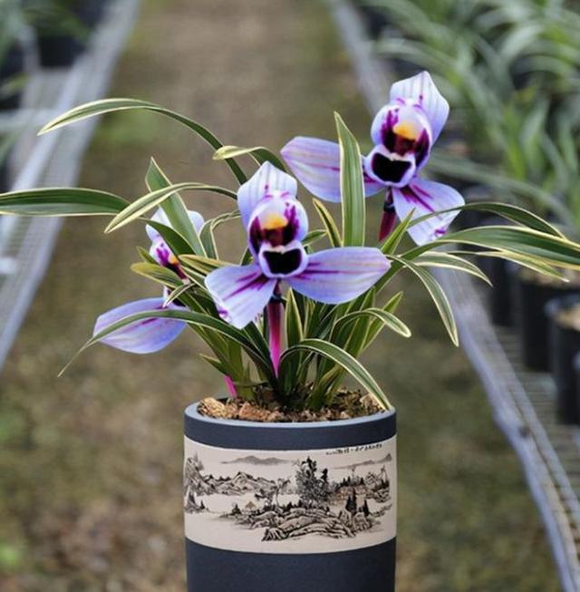 花开紫色的"紫月荷",花色高贵,兰香醇正,新手也能养好|紫月荷|兰花|紫