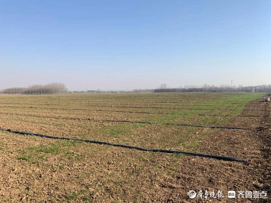 小田垄“促”大粮仓，肥城汶阳镇大力推进“减垄增地”种植模式_腾讯新闻