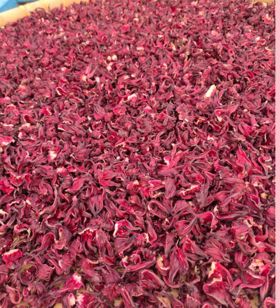 玫瑰茄便是洛神花20年前是种植热门销声匿迹多年再次翻红