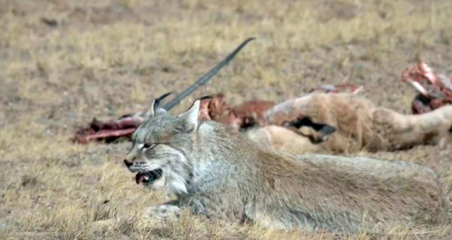 三江源国家公园生态管护员首次拍摄到猞猁捕食藏羚羊画面