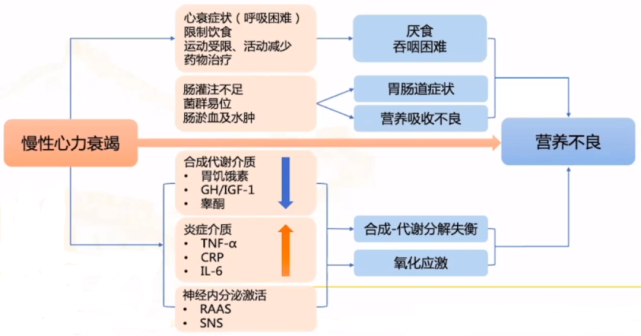 圖表總結心衰患者的營養評價與支持