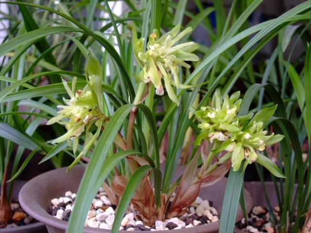 蘭花中的香花王花期長花瓣似牡丹又香又美價格低別錯過