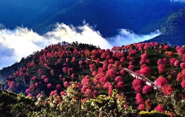 這裡是無量山櫻花谷地球上最美的冬天