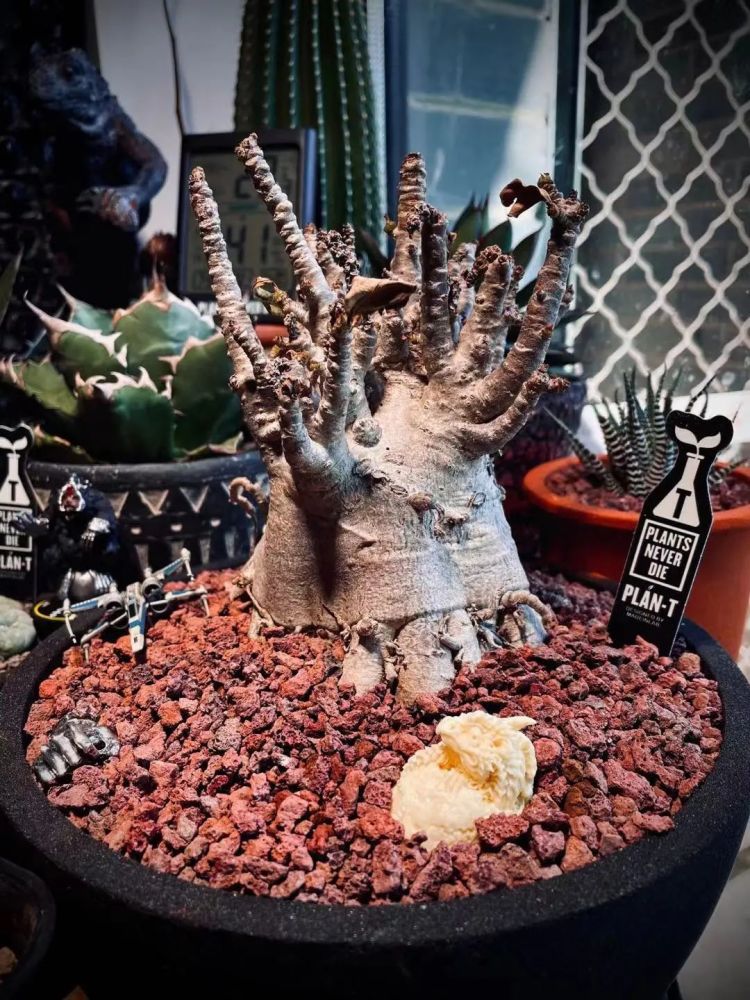 螃蟹团·城事|这些"外星"植物,太酷了_腾讯新闻