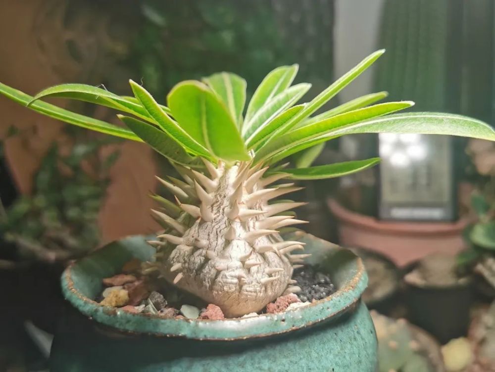 螃蟹团·城事|这些"外星"植物,太酷了_腾讯新闻