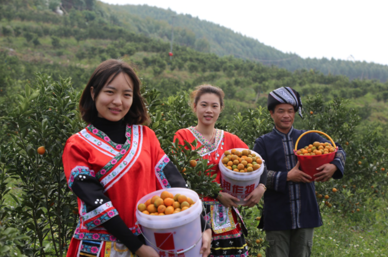 等管护环节执行绿色食品标准,争取明年盛产期脆蜜金桔的产量翻一番