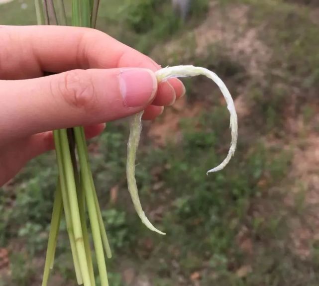 青浦文学tai茅柴拔毛针