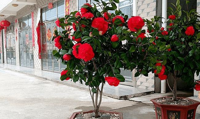 红茶花之王克瑞墨大牡丹花大色艳香味浓新手也能养好