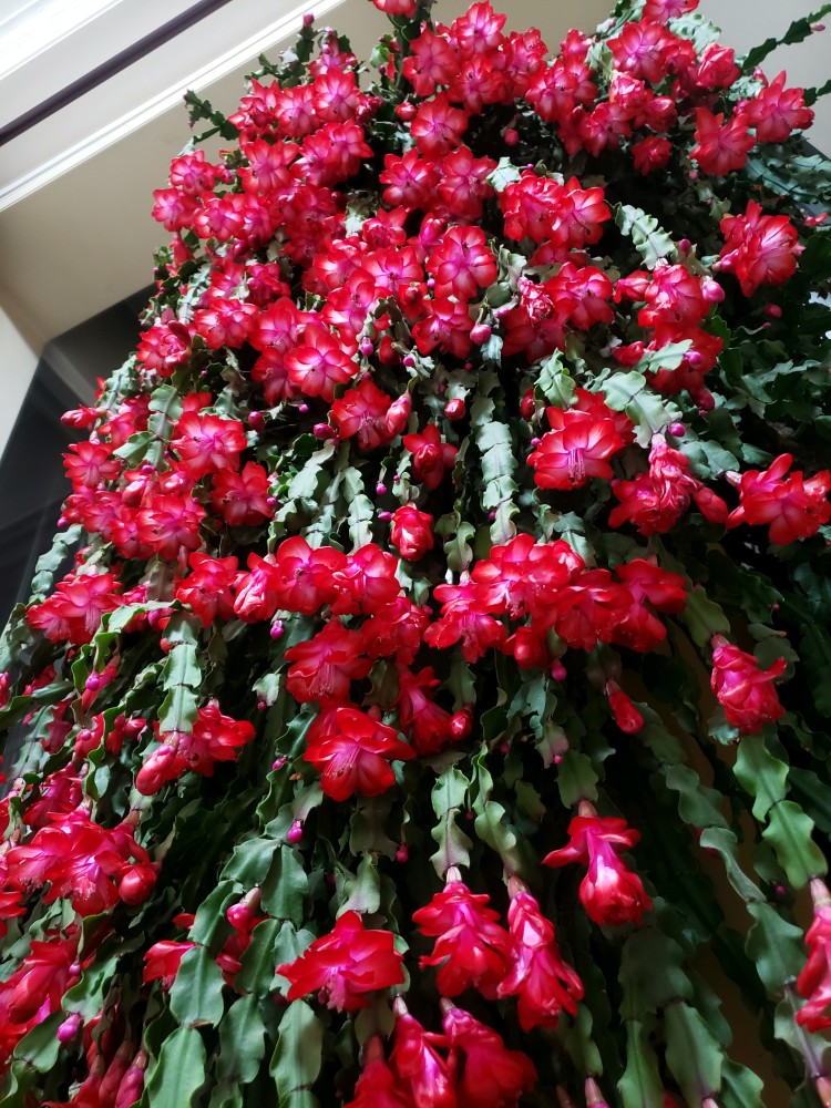 年宵花新宠胭脂美丽又喜庆冬春季开花在室内也能养好