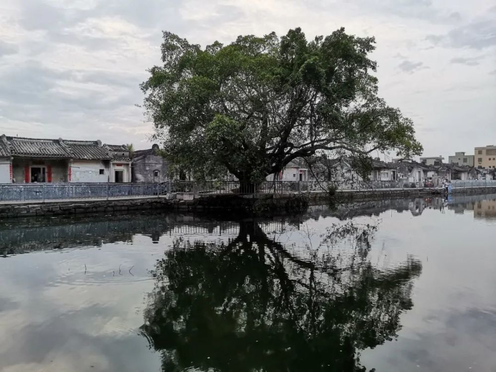 揭阳炮台镇乡村掠影,浓浓乡愁!_腾讯新闻