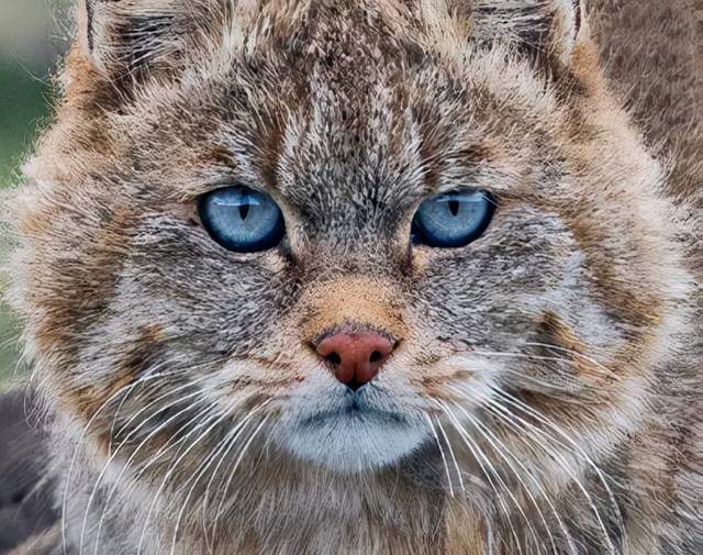 青海玉树发现3只荒漠猫,外表呆萌可爱,内心凶猛敢跟花豹怒拼_腾讯新闻