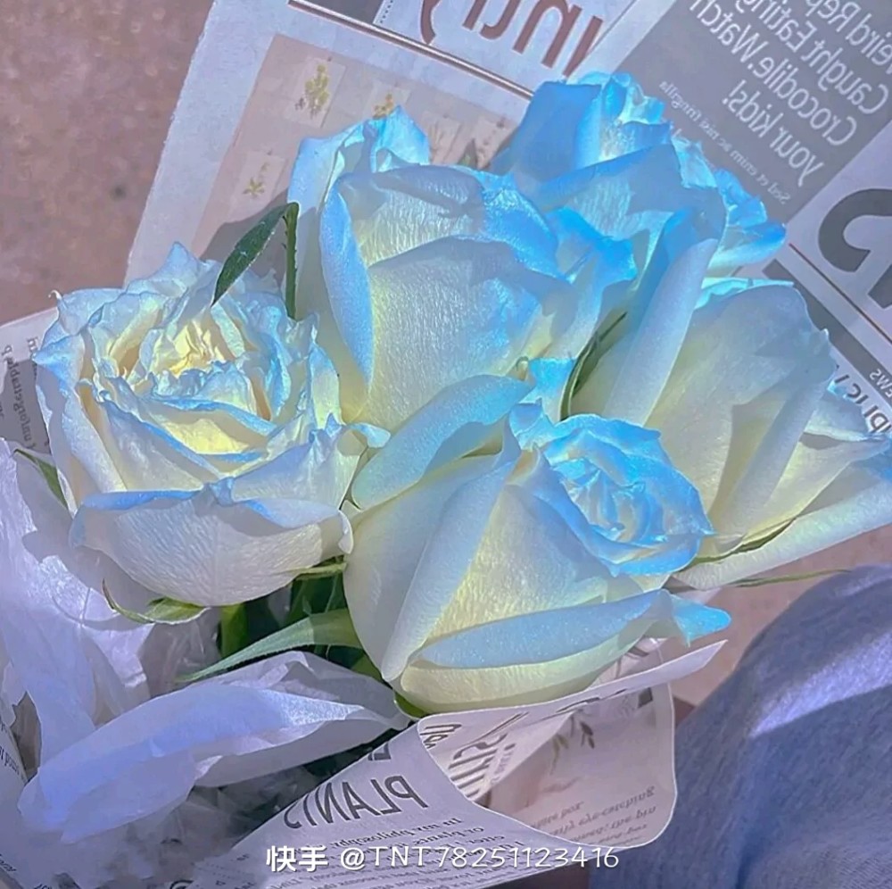 蓝玫瑰背景图ins(蓝玫瑰背景图ins唯美)