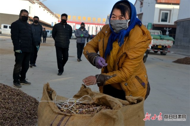 陇西中药材款冬花走俏市场|面积|崔翔龙|中药材|陇西|张爱平