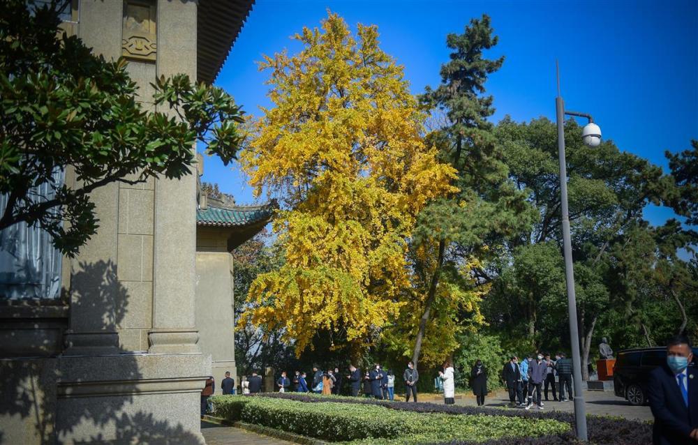 樱花大道的银杏树,校园内美爆刷屏_腾讯新闻