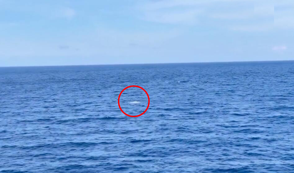 牙买加海域发现白色抹香鲸全身纯白极其罕见