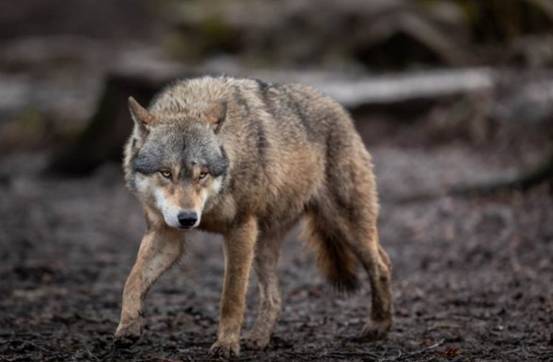 俄罗斯遭北极狼入侵,沿街捕食宠物狗,人遇到该怎么办?