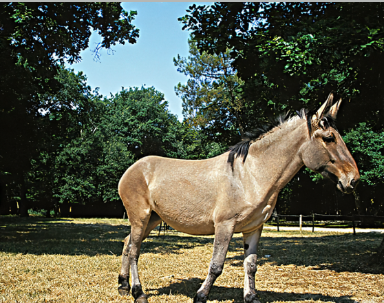 清代地方怪谈之青骡还债