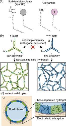 实验系统示意图.(a) span 80 和油胺的结构式.