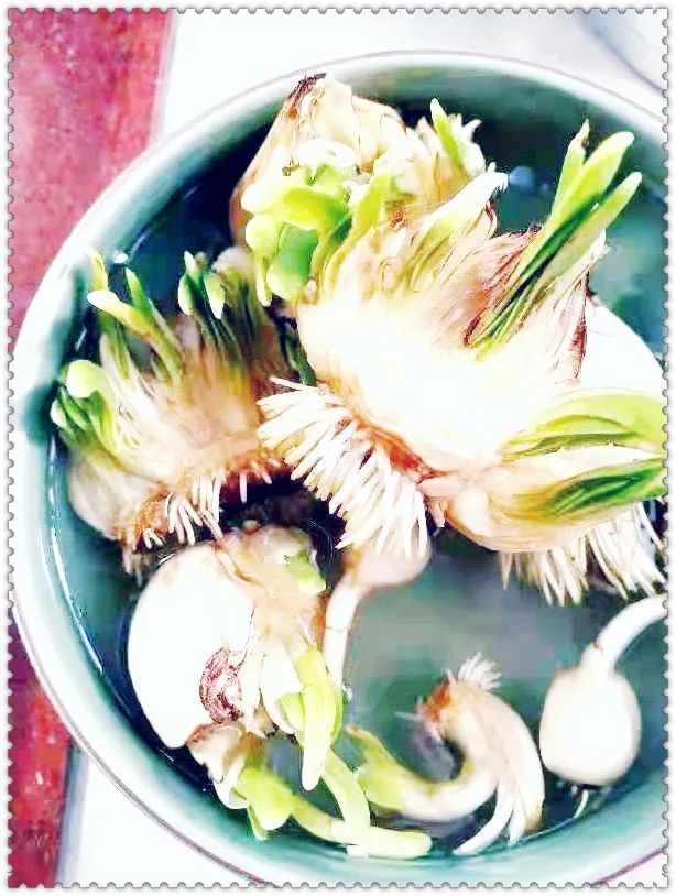 幽雅报春花 清水可安家 腾讯新闻